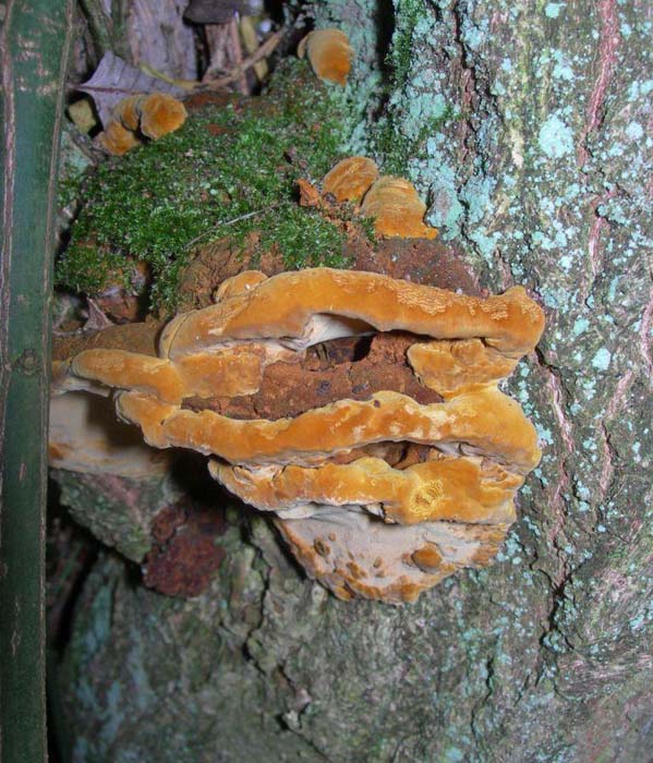 Phylloporia (Phellinus) ribis Phylloporia (Phellinus) ribis